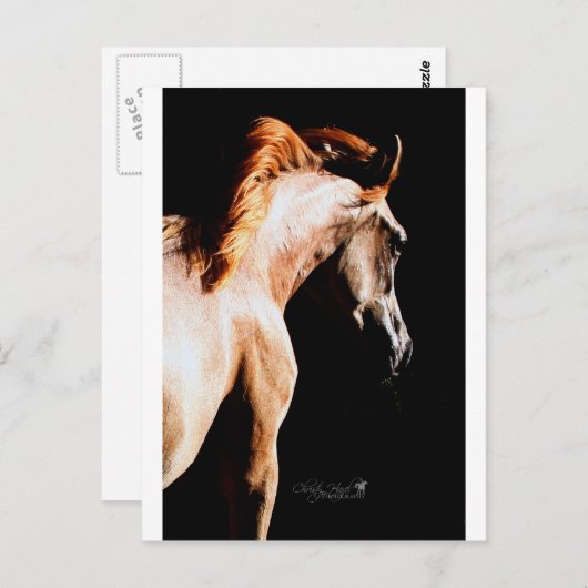 Rendpaard Briefkaart (Voorkant / Achterkant)