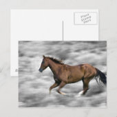Rendpaard Briefkaart (Voorkant / Achterkant)