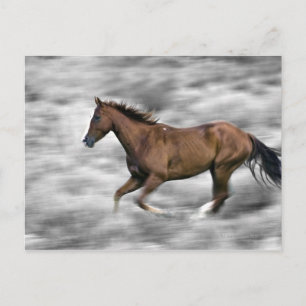 Rendpaard Briefkaart