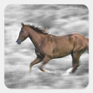Rendpaard Vierkante Sticker