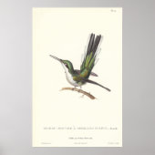 Rene Primevere Lesson Reproduction Hummingbird Poster (Voorkant)
