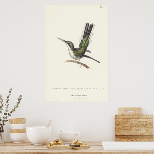 Rene Primevere Lesson Reproduction Hummingbird Poster (Keuken)