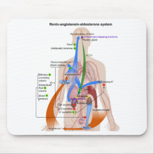 Renine-Angiotensinesysteem Grafiek Diagram Menseli Muismat