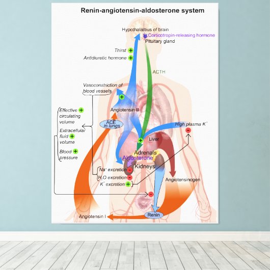 Renine-angiotensinesysteemkaart Menselijk Lichaams Canvas Afdruk (Insitu (Houten vloer))