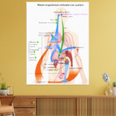 Renine-angiotensinesysteemkaart Menselijk Lichaams Canvas Afdruk (Insitu (Woonkamer))