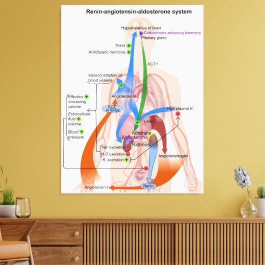 Renine-angiotensinesysteemkaart Menselijk Lichaams Canvas Afdruk (Insitu (Woonkamer))