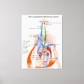 Renine-angiotensinesysteemkaart Menselijk Lichaams Canvas Afdruk (Voorkant)