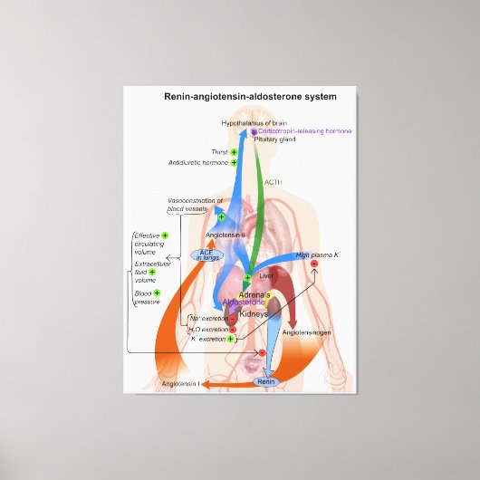 Renine-angiotensinesysteemkaart Menselijk Lichaams Canvas Afdruk (Voorkant)