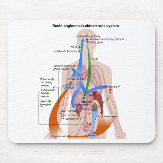 Renine-angiotensinesysteemkaart Menselijk Lichaams Muismat (Voorkant)