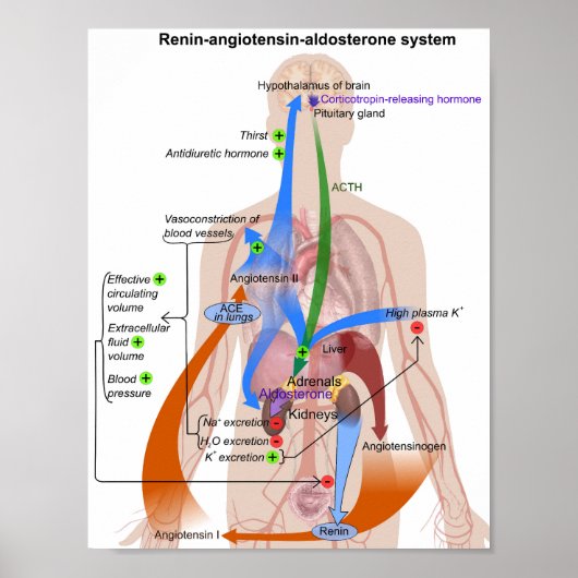 Renine-angiotensinesysteemkaart Menselijk Lichaams Poster (Voorkant)