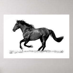 Rennend Paard Zwart Wit Poster