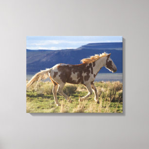 Rennende hengst, Steens Mountains, Oregon Canvas Afdruk