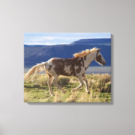 Rennende hengst, Steens Mountains, Oregon Canvas Afdruk (Voorkant)