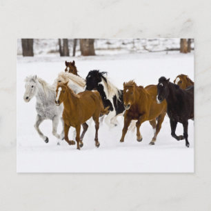 Rennende paarden op The Hideout Ranch Briefkaart