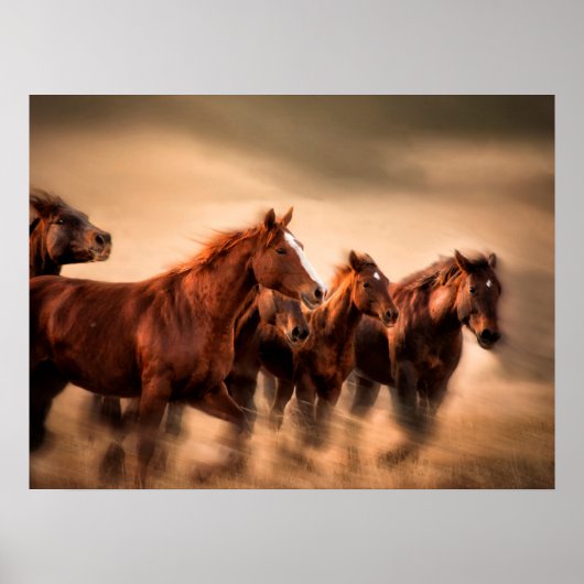 Rennende paarden poster (Voorkant)