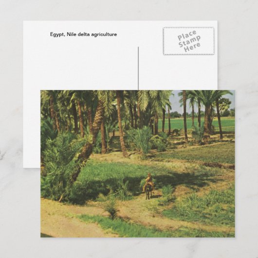 Replica  Egypte, Nile delta agriculture Briefkaart (Voorkant / Achterkant)
