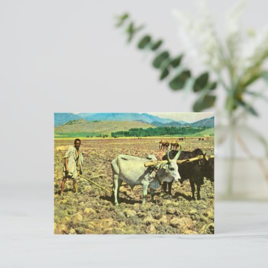 Replica  Ethiopië, Runderploeg Briefkaart (Staand voorkant)