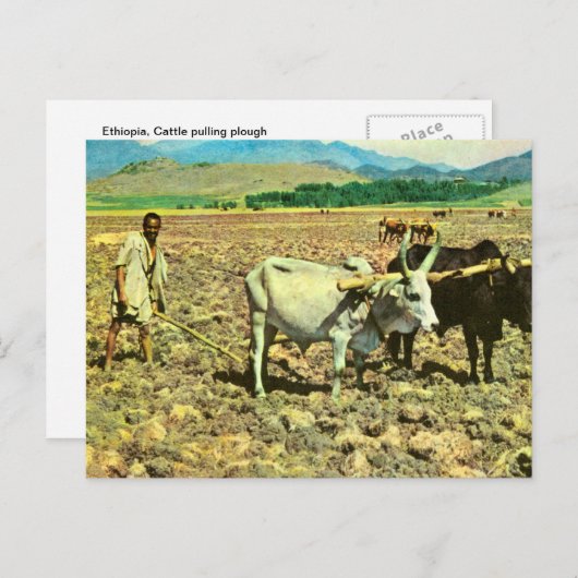 Replica  Ethiopië, Runderploeg Briefkaart (Voorkant / Achterkant)