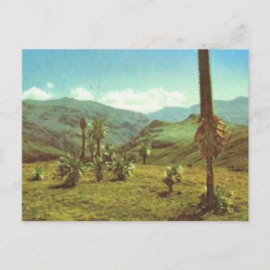 Replica Haute Semien, Ethiopië, 3750 m Briefkaart (Voorkant)