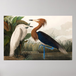 Reproductie van Paarse reiger, 1835 Bord CCLVI Poster