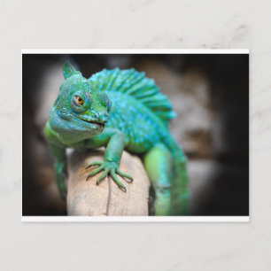 reptiel briefkaart