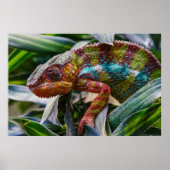 reptiel poster (Voorkant)