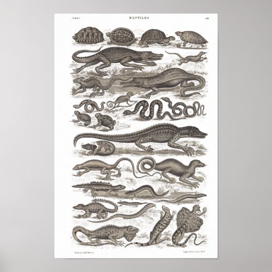 Reptiele  druk op natuurlijke geschiedenis poster (Voorkant)