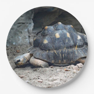 Reptiele foto van Wildlife Tortoise Papieren Bordje