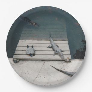 Reptielen Basking Papieren Bordje