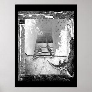 Reptielen Basking Poster