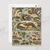 Reptielen Briefkaart (Voorkant / Achterkant)