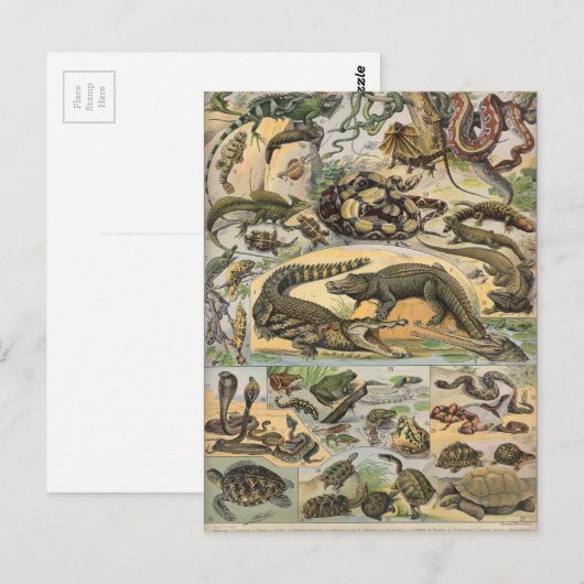 Reptielen Briefkaart (Voorkant / Achterkant)