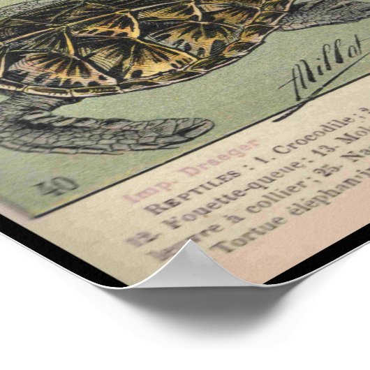 Reptielen Poster (Hoek)