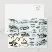 Reptielen, Serpenten en Hagedissen Briefkaart (Voorkant / Achterkant)