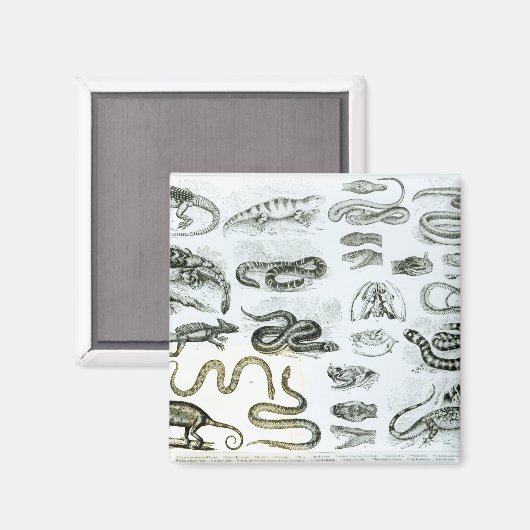 Reptielen, serpenten en luiken magneet (Voorkant / Achterkant)