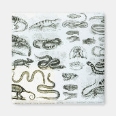 Reptielen, serpenten en luiken magneet (Voorkant)