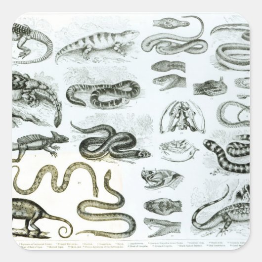 Reptielen, serpenten en luiken vierkante sticker (Voorkant)