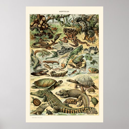 reptielen van Adolphe Millot Poster (Voorkant)
