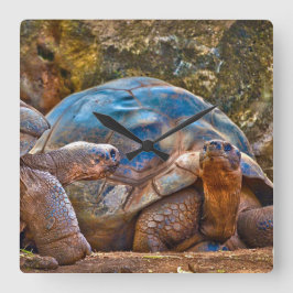 Reptile Galapagos Tortoises Wall klok