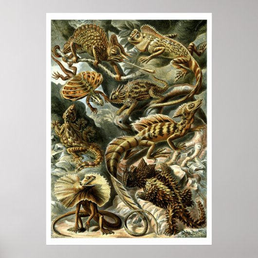 Reptile Lizards by Ernst Haeckel Poster (Voorkant)