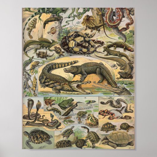 Reptiles Illustration By Adolphe Millot Poster (Voorkant)