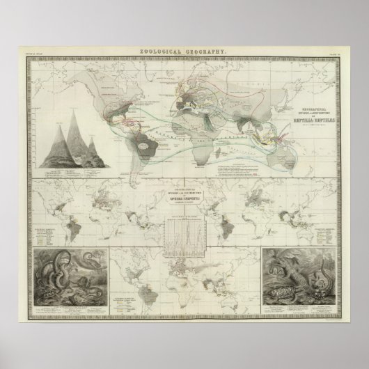 Reptilia, Ophidia Poster (Voorkant)