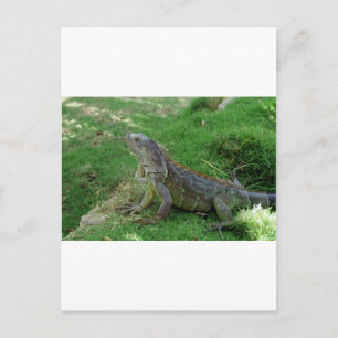 Reptilian look.JPG Briefkaart