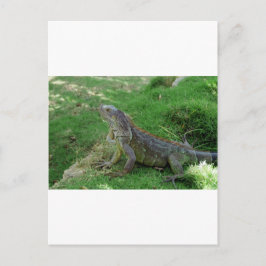 Reptilian look.JPG Briefkaart
