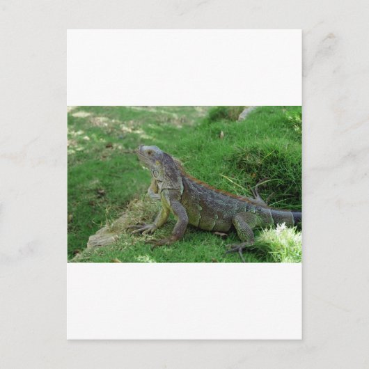 Reptilian look.JPG Briefkaart (Voorkant)
