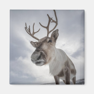 Rerendierfoto Magneet