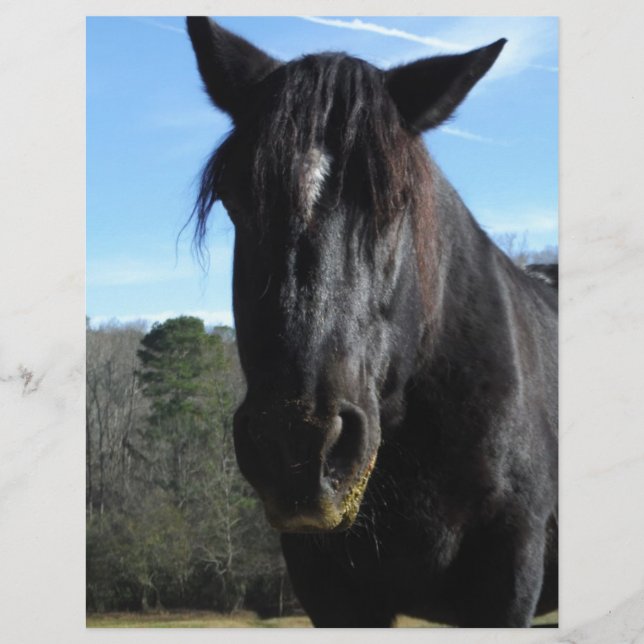 Rescuated Black Draft Horse (Voorkant)