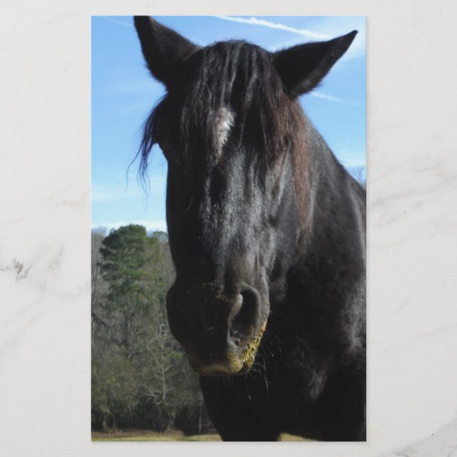 Rescuated Black Draft Horse (Voorkant)