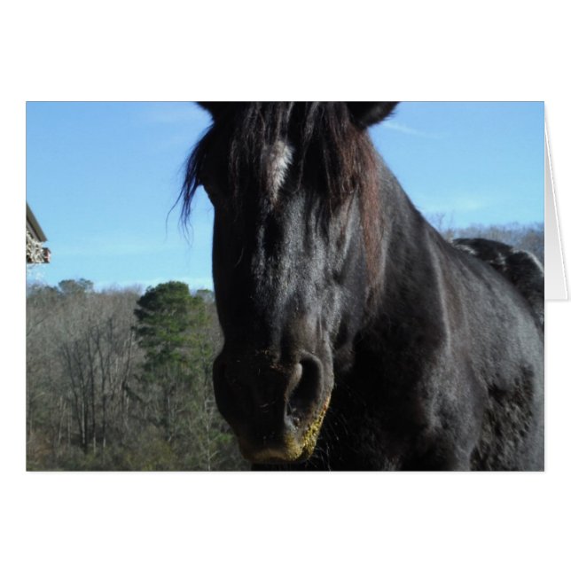 Rescuated Black Draft Horse (Voorkant Horizontaal)