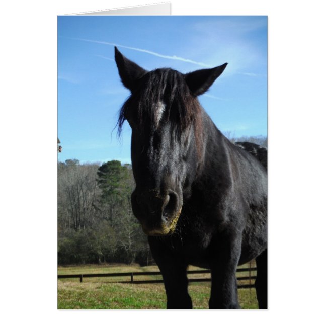 Rescuated Black Draft Horse (Voorkant)